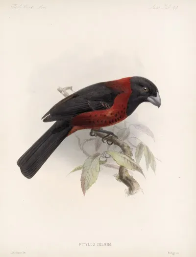 Aves Pl 25