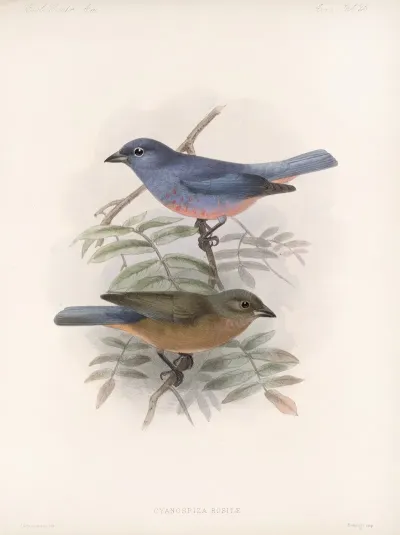 Aves Pl 26