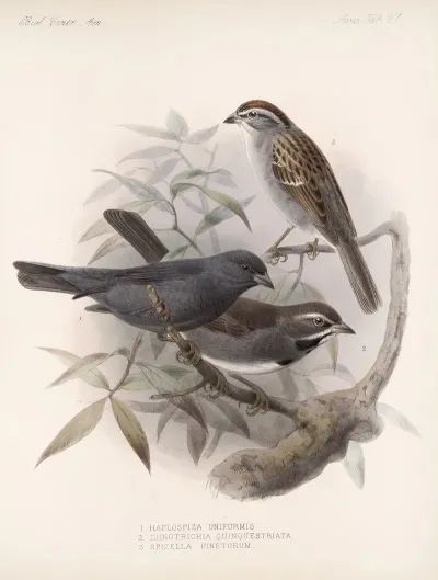 Aves Pl 28