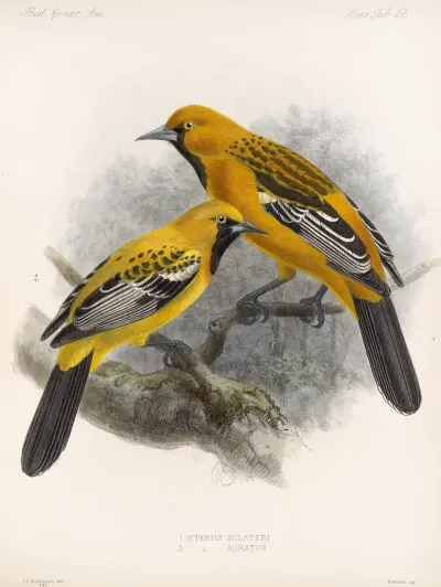Aves Pl 34