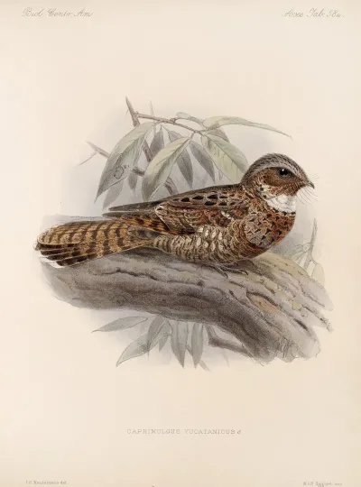 Aves Pl 61