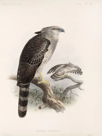 Aves Pl 68