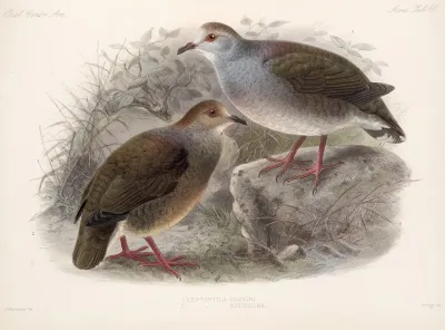 Aves Pl 73