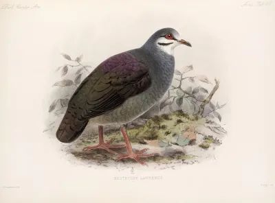 Aves Pl 74
