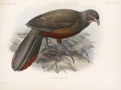Aves Pl 77