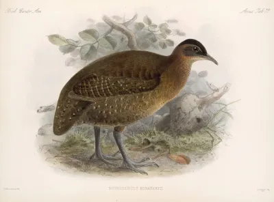 Aves Pl 83