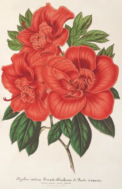 Azalea Indica Grande Duchesse De Bade