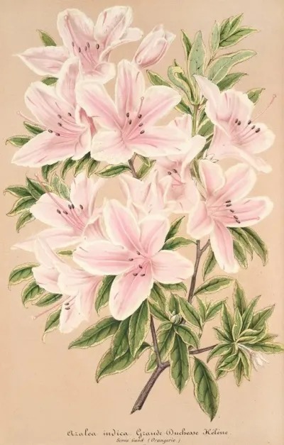 Azalea Indica Grande Duchesse Helene