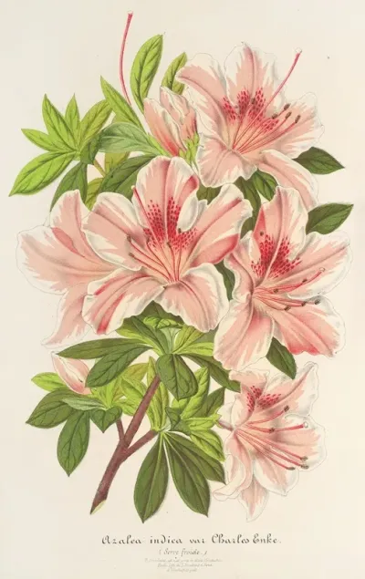 Azalea Indica Hybrida Charles Enke