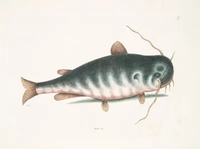 Bagre C The Cat Fish