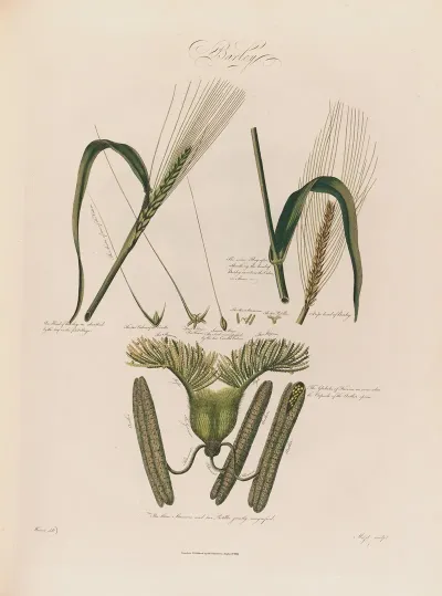 Barley 2