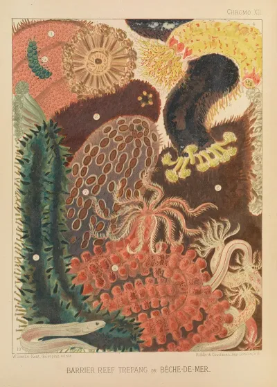 Barrier Reef Trepang
