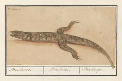 Basilisk Basilisk Basiliscus Basiliscus Basiliscus Basilisque