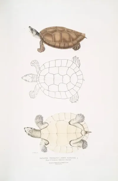 Batagur Terrapin Emys Batagur