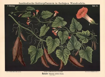 Batate Batatas Edulis Chois