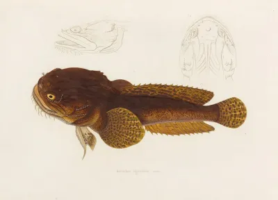 Batrachus Algeriensis