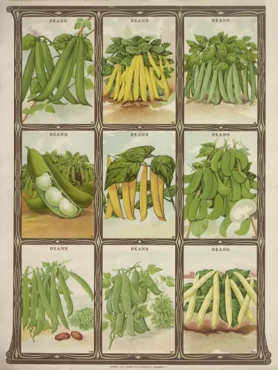 Beans 3