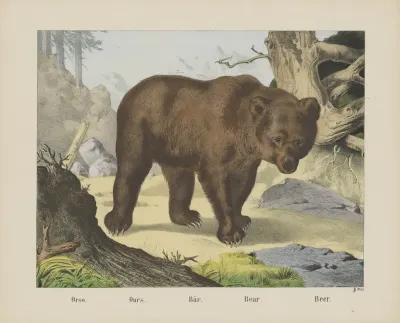 Bear 5