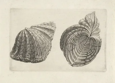Bear Paw Clam Hippopus Maculatus