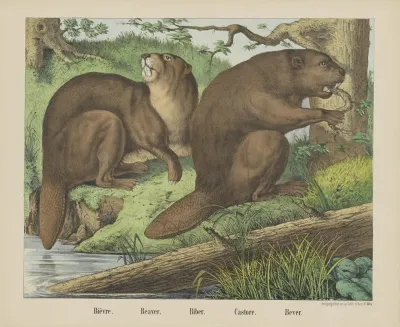 Beaver 2