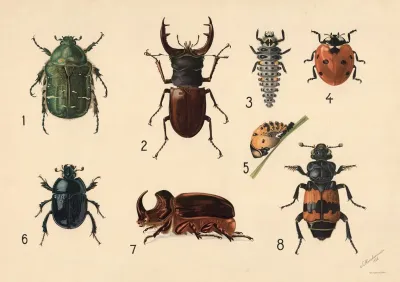 Beetles 10