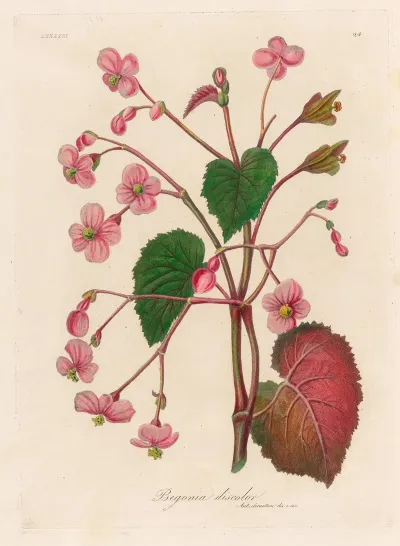 Begonia Discolor