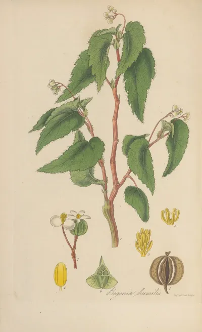 Begonia Humilis