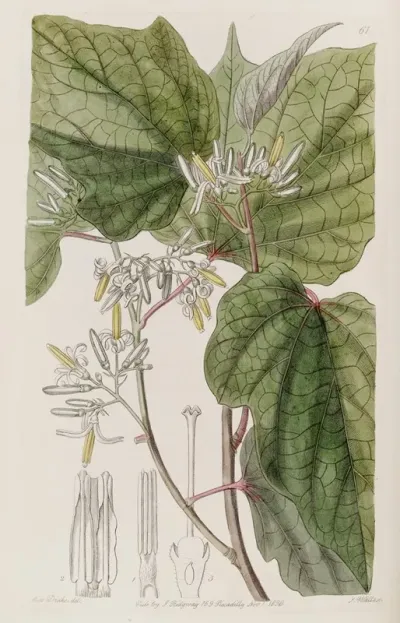 Begonia Leaved Marlea