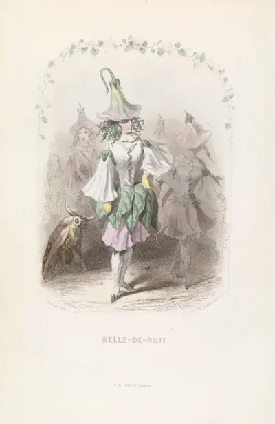 Belle De Nuit
