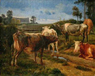 Bellowing Cows By The Fence Gate