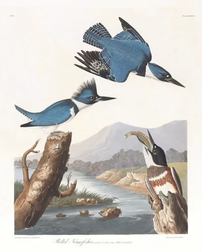 Belted Kingfisher 2