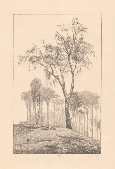 Berken Op Heuvel