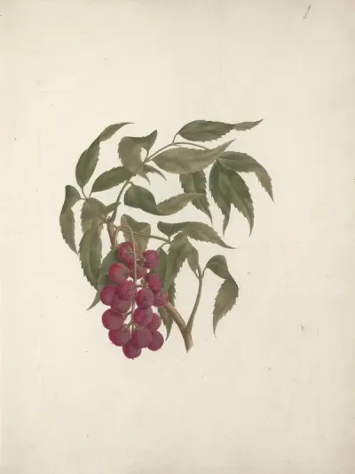 Bersame Abyssinica Fresen