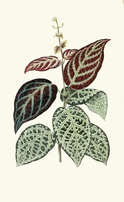 Bignonia Argyro Violascens