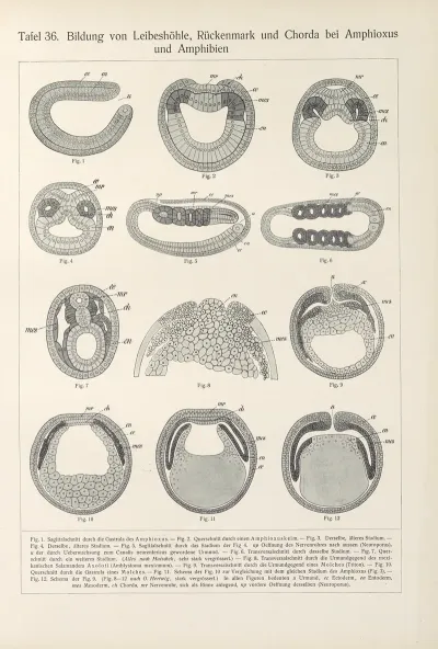 Bildung Von Leibeshohle Ruckenmark Und Chorda Bei Amphioxus Und Amphibien