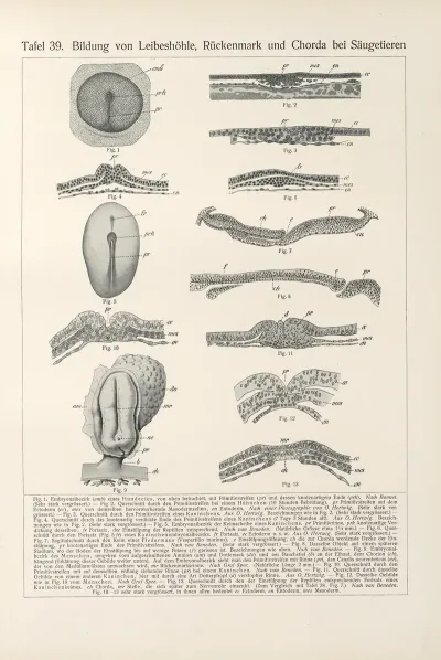 Bildung Von Leibeshohle Ruckenmark Und Chorda Bei Saugetieren
