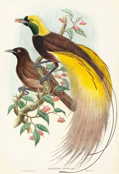 Bird Of Paradise Paradisea Apoda