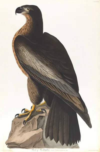 Bird Of Washington
