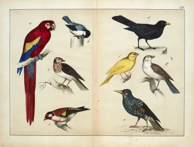 Birds 9