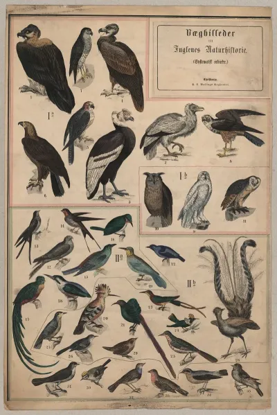 Birds I