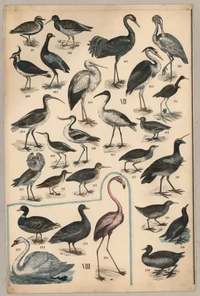 Birds Iv