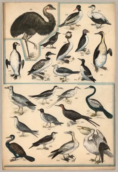 Birds V
