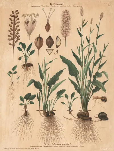 Bistort Snakeweed