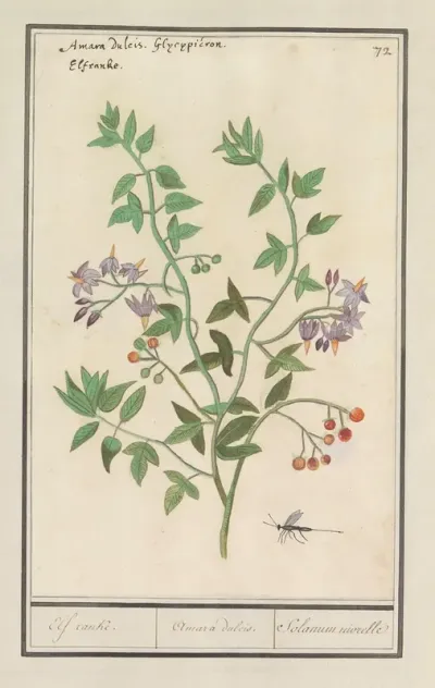 Bitterzoet Solanum Dulcamara Elf Ranke Amara Dulcis Solanum Niorelle