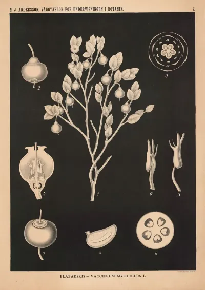 Blabarsris Vaccinium Myrttillus L