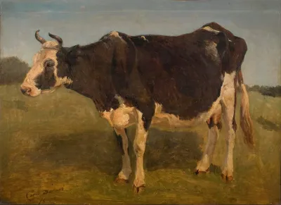 Black And White Cow Standing Study