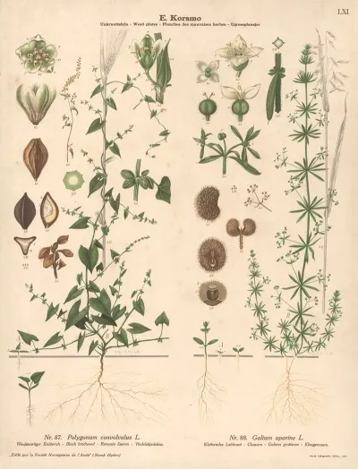Black Bindweed Cleavers