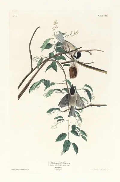 Black Capped Titmouse
