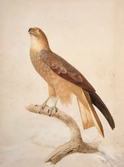 Black Kite Milvus Migrans