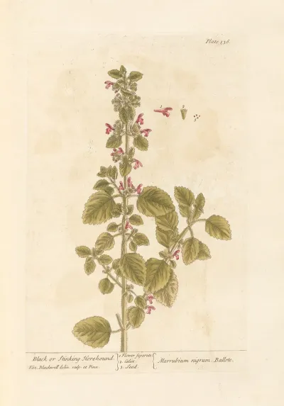Black Or Stinking Horehound